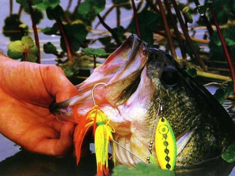 Comment pêcher au spinnerbait : Conseils, Astuces et Techniques